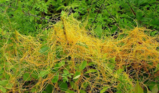  Tali Putri merupakan tanaman jenis benalu yang hidup pada tumbuhan inang Manfaat Tumbuhan Tali Putri - Cassytha filiformisL