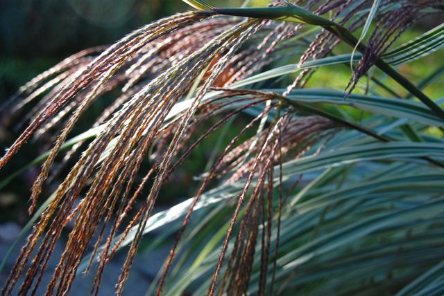 Flowering heads of Miscanthus sinensis 'Dixieland' in the autumn sunset. 