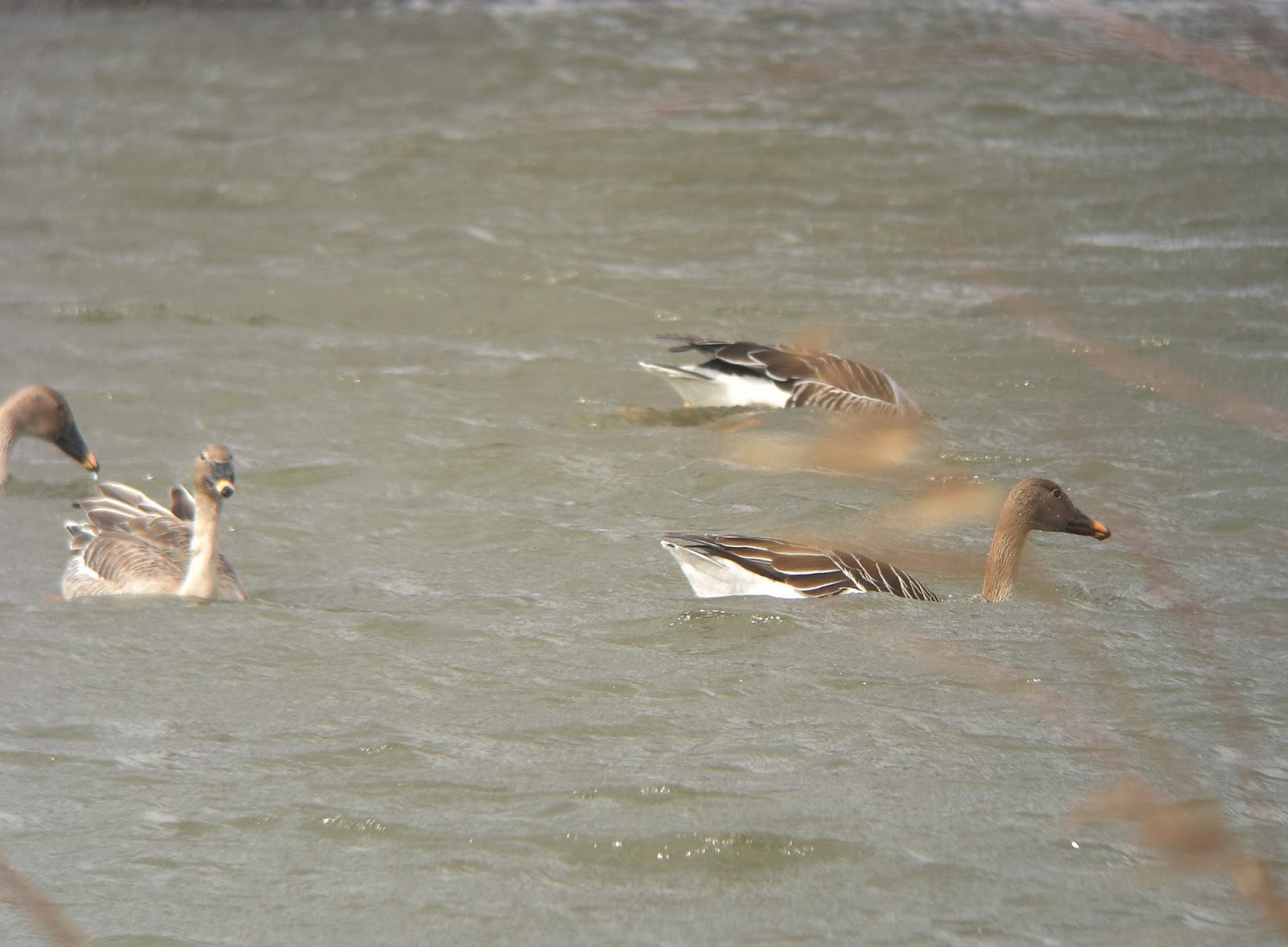 BIRDING Kyoto, Kansai and Japan Taiga (Middendorff's) Bean Goose on