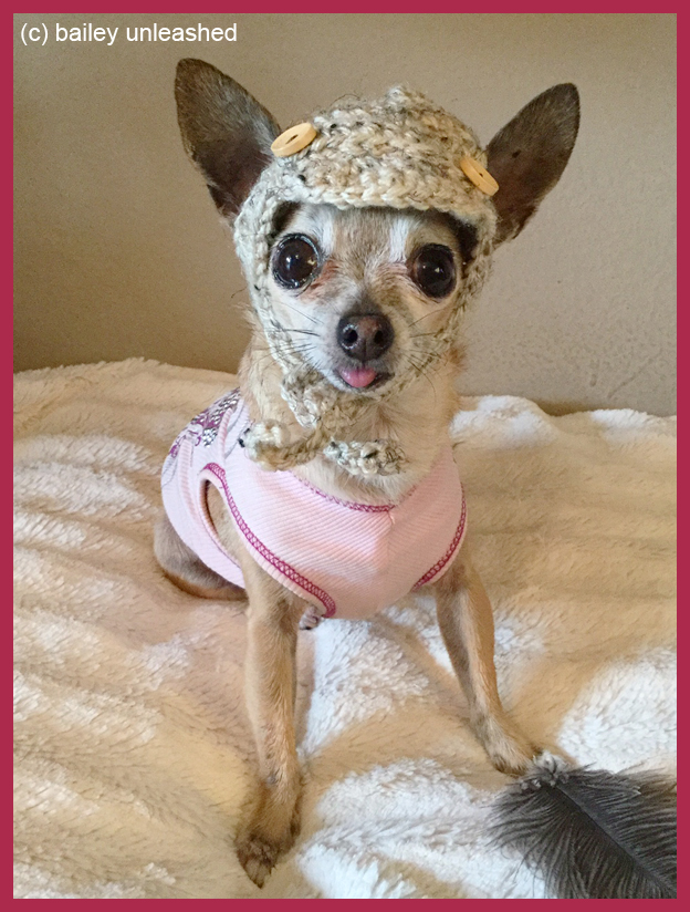 bailey unleashed stuck a feather in her cap and called it macaroni