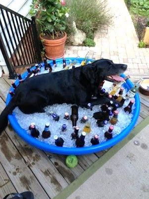 Kaltes Bier im Sommer - Pool, Eiswürfel, Bier Witziger schwarzer Hund Kaltes Bier im Sommer - Pool, Eiswürfel, Bier Witziger schwarzer Hund