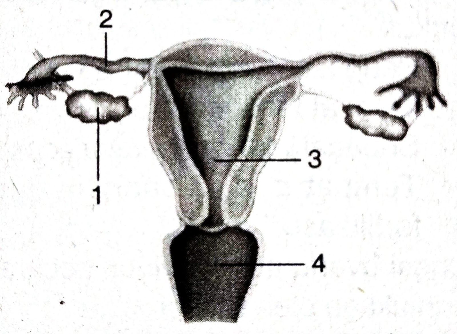 Soal Ulangan Harian Sistem Reproduksi Pada Manusia Ipa Smp Mts Kelas 9 Kurikulum 2013
