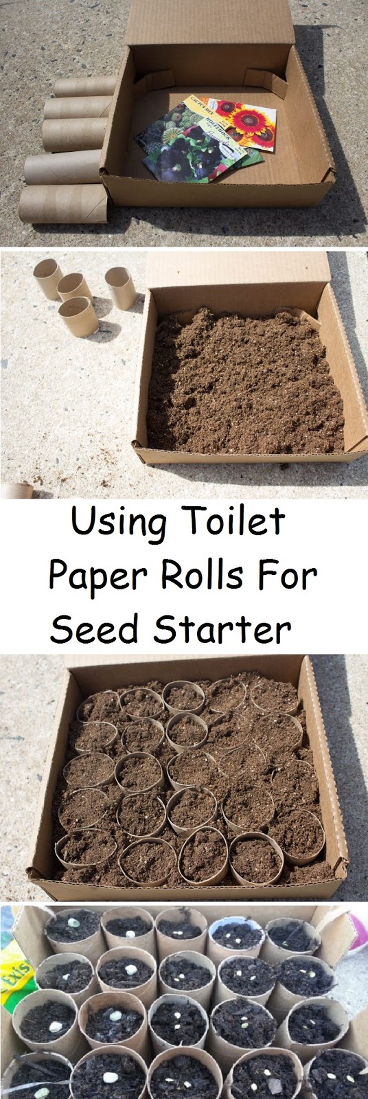 Using Toilet Paper Rolls For Seed Starter garden favorite