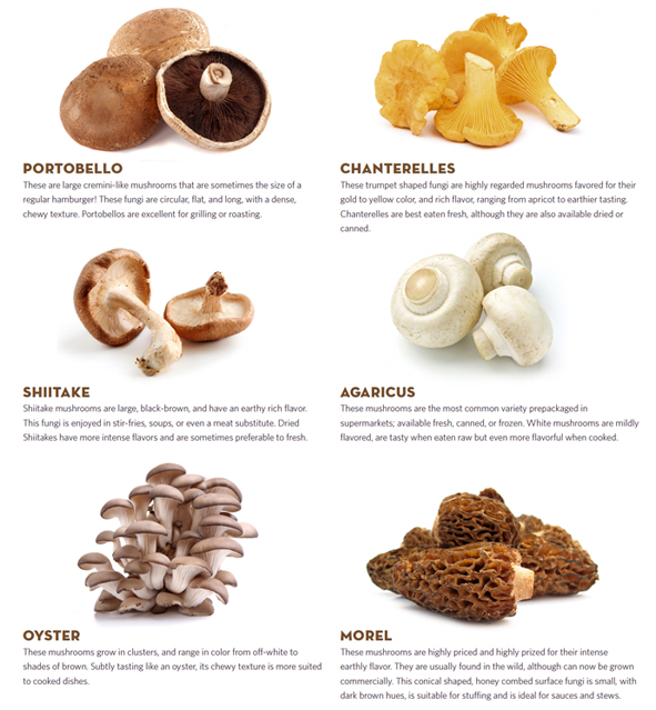 Precious Family: Different Types Of Mushroms & Their Benefits..