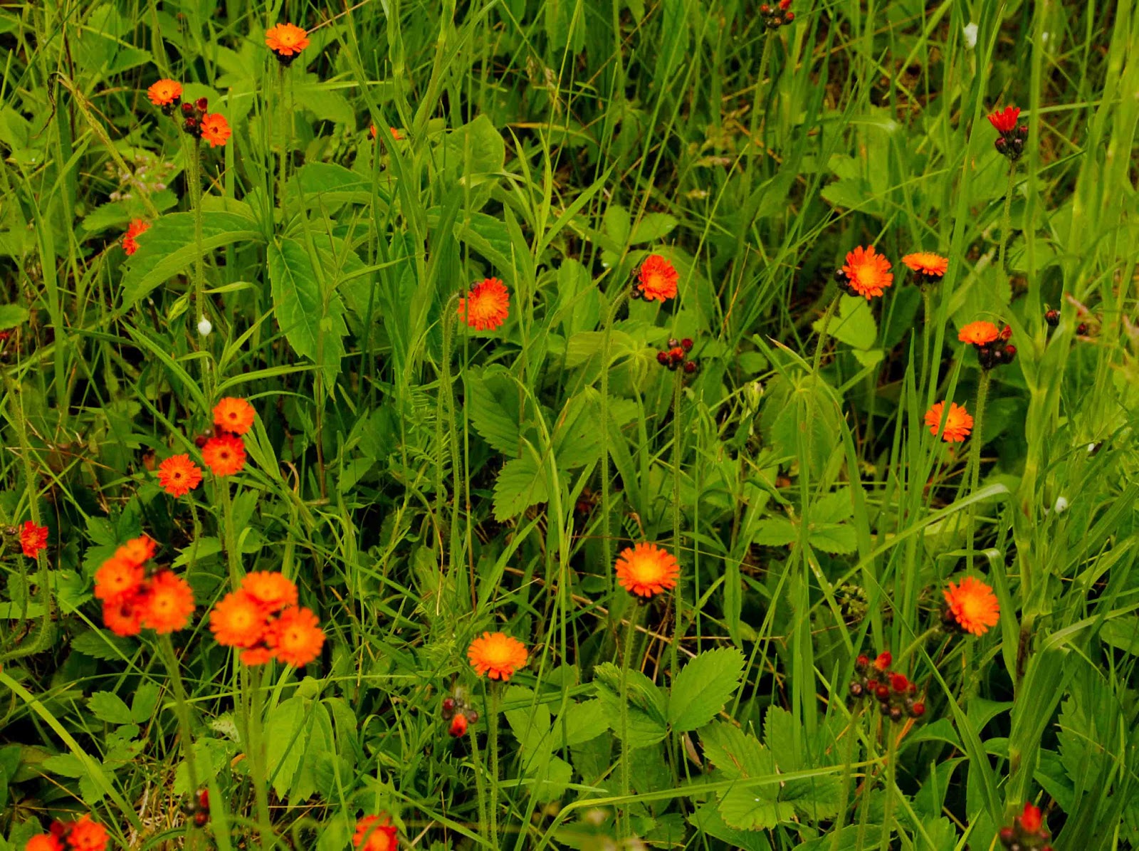Seasons In The Valley Furry Gnome S Adventures Flowers Field It Provides Bright Red Orange Flashes Among The Dominant Yellow Weeds Do I Really Dare Call These Wildflowers Rather Than