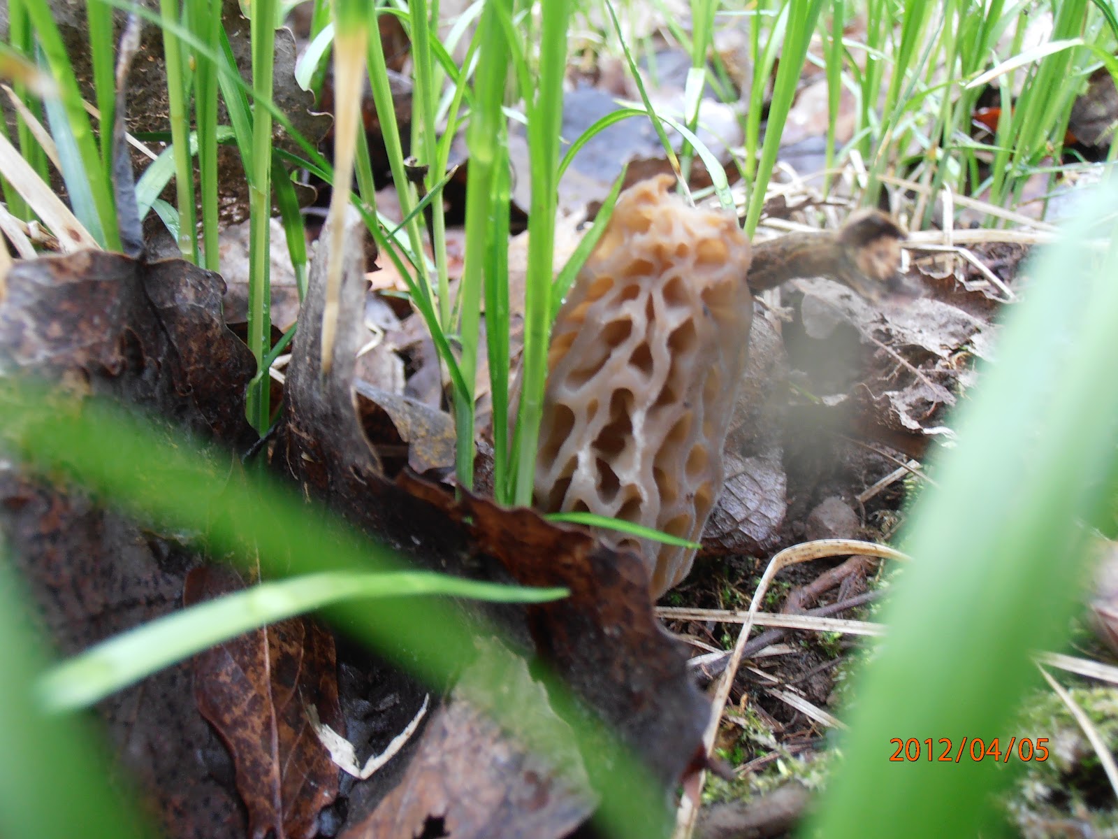 Nouvelle pousse de morilles ! - Terra Morchellarum
