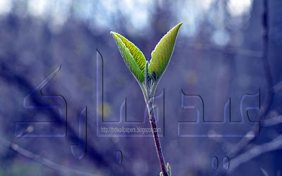 Plant Petals Eid-ul-Adha Mubarak Cards Urdu Text