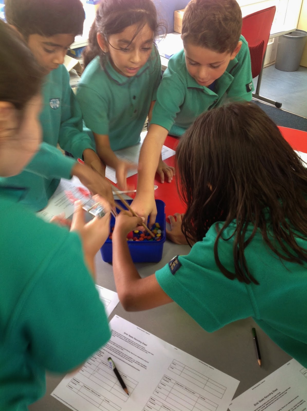 Room 8 s Blog Birds Beaks