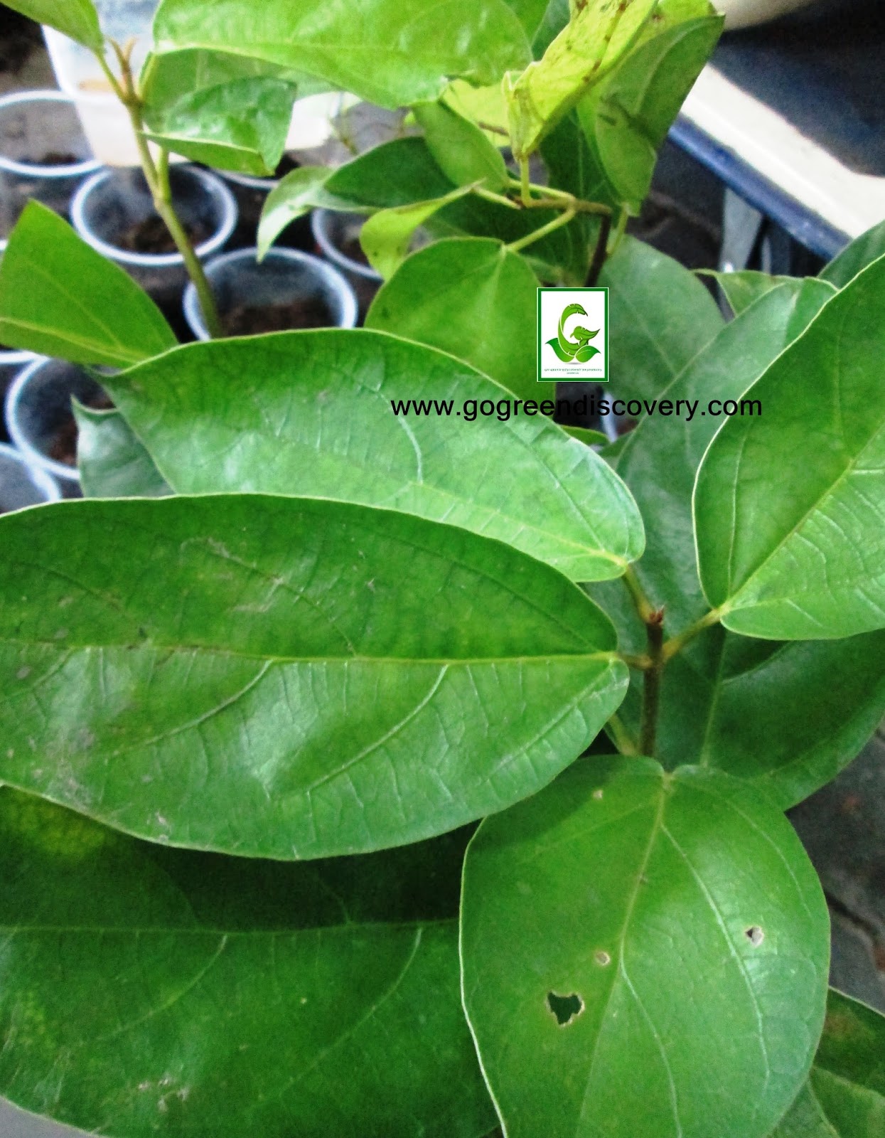 21+ Pippali Plant For Sale Background