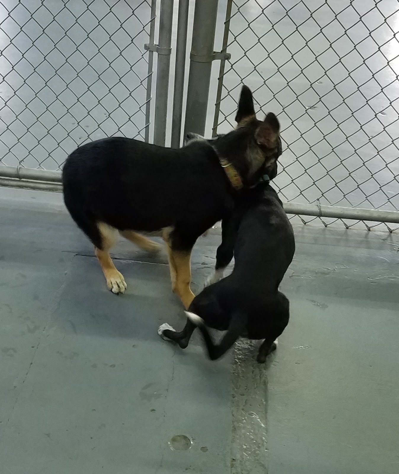 Hoosier Doggy Daycare and Boarding Doggy of the Week... Lily!