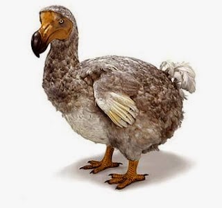  Burung  Dodo Mahluk Misterius Yang Punah KREATIVITAS ALAM