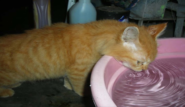 Berikut Alasan Kenapa Kucing menjadi Hewan yang Recomended untuk Dipelihara Berikut Alasan Kenapa Kucing menjadi Hewan yang Recomended untuk Dipelihara