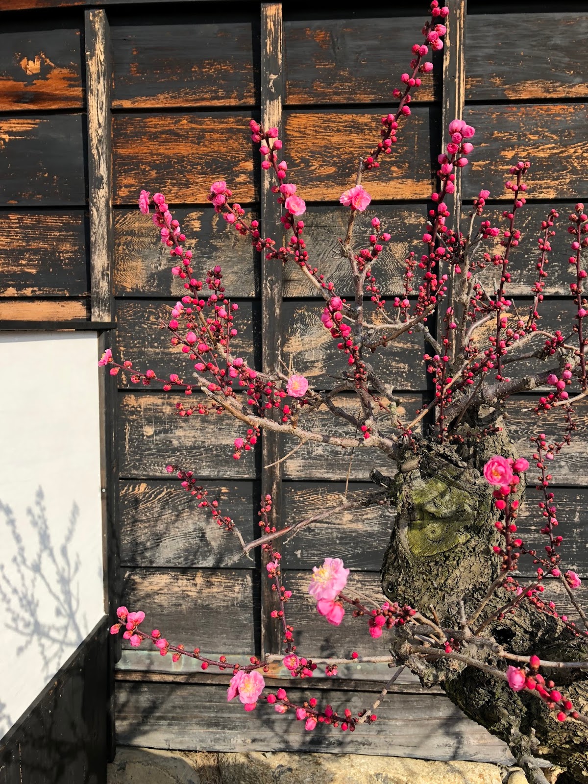 Move On 旅食 奈良 大和郡山郡山城跡旁盆梅展