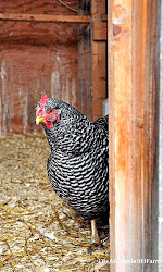 cobble hill farm coop chicken