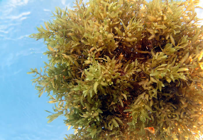 Sargassum seaweed floating around