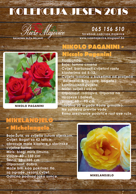 Crvena ruža Nikolo Paganini i žuta ruža Mikelanđelo Crvena ruža Nikolo Paganini i žuta ruža Mikelanđelo