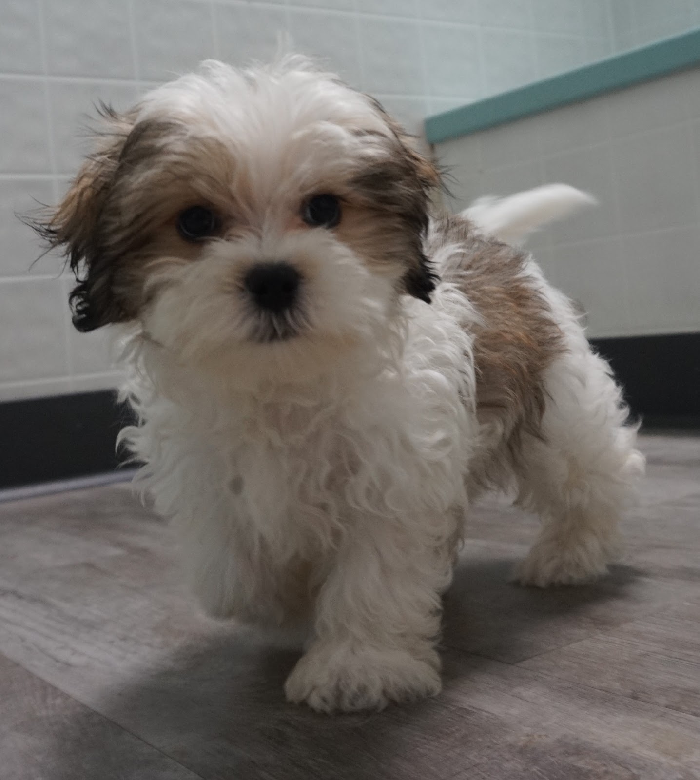 B & C Kennels Shih Tzus and Shih Poos and Shihtese