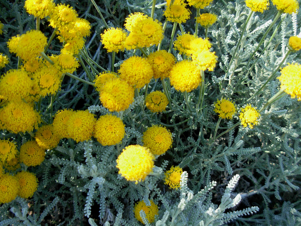 GREEN DESIGN: Сантолина кипарисовидная – Santolina сhamaecyparissus