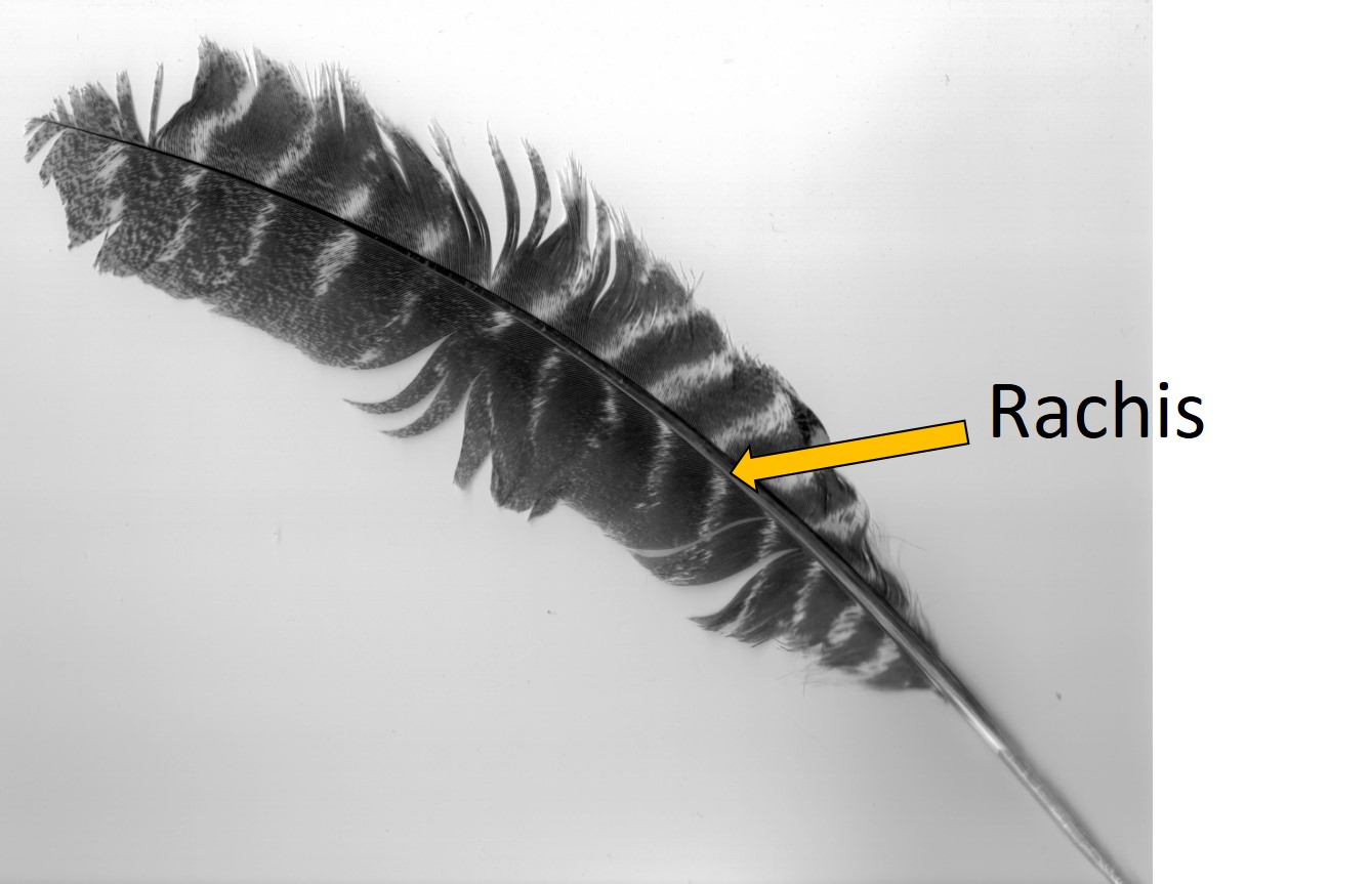 Isabella Conservation District Environmental Education Program The