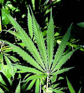 Marijuana_LeafCHEMICAL-components.jpg