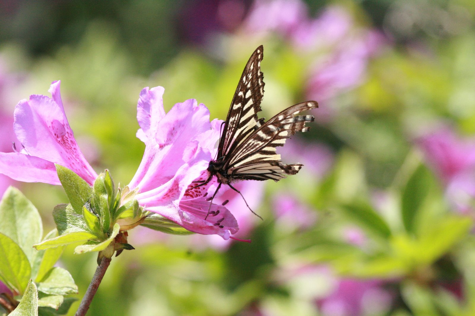 Snowy Owl Lost: Butterflies of Korea - Part II (The Jeju Years)