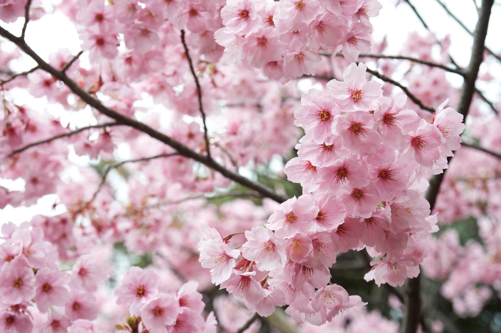 Melihat Keindahan Bunga Sakura  Wisata Dunia