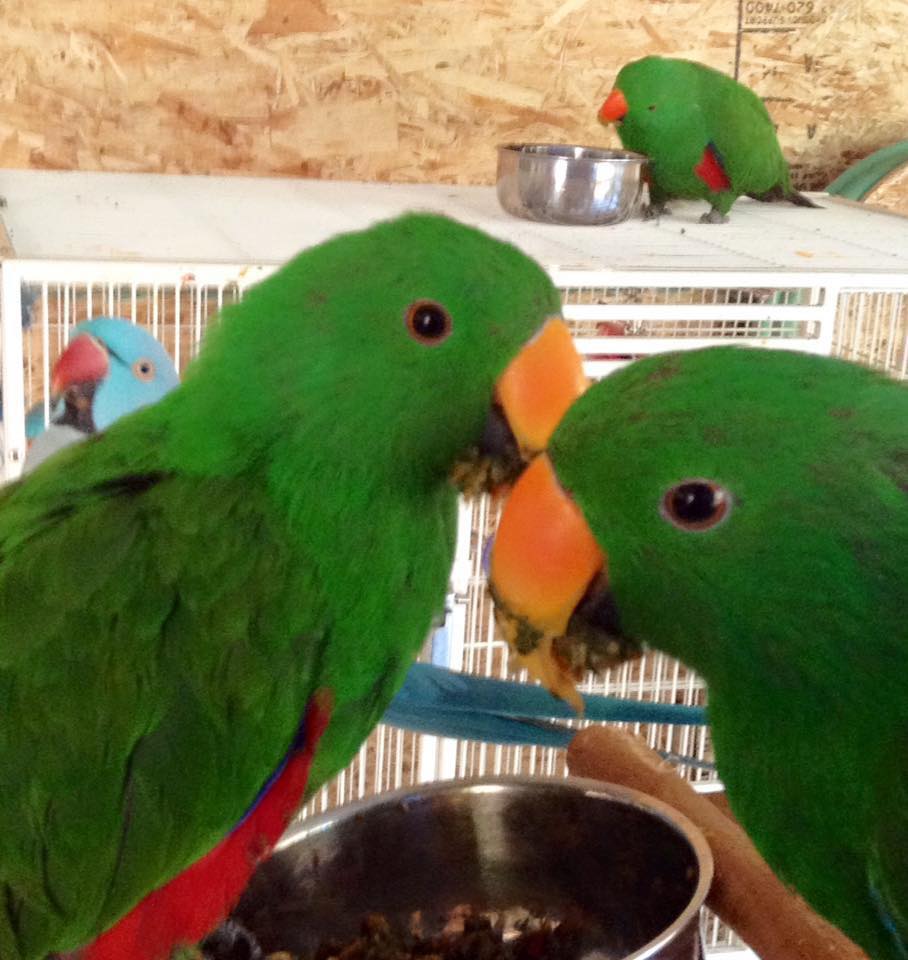 Quick Understanding of Bird Chop [diy] Prego Dalliance Sanctuary