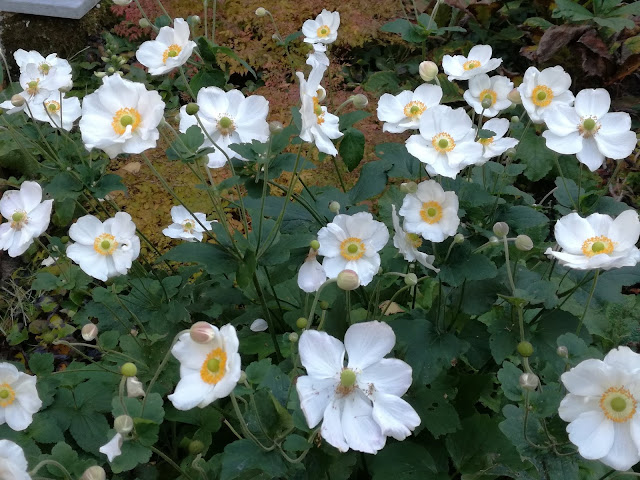 zawilec Honorine Jobert anemone Honorine Jobert