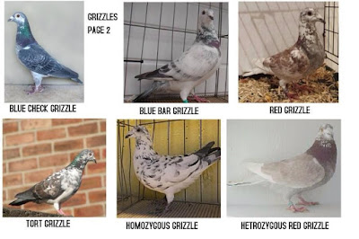 pigeon racing in philippines the next big thing off modena pigeon color chart