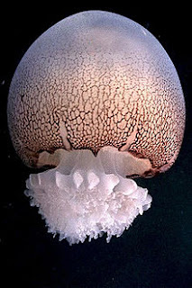 You can eat cannonball jellyfish