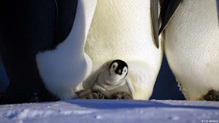 Fascinante Antártida: fatos sobre a região mais austral do mundo Fascinante Antártida: fatos sobre a região mais austral do mundo
