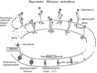 reproduksi rhizopus stoloniferus