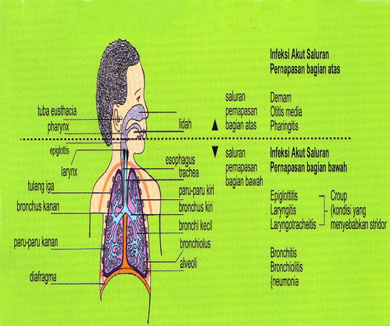 Gambar Terapi Penyakit Manusia : penyakit kulit yang boleh dirawat