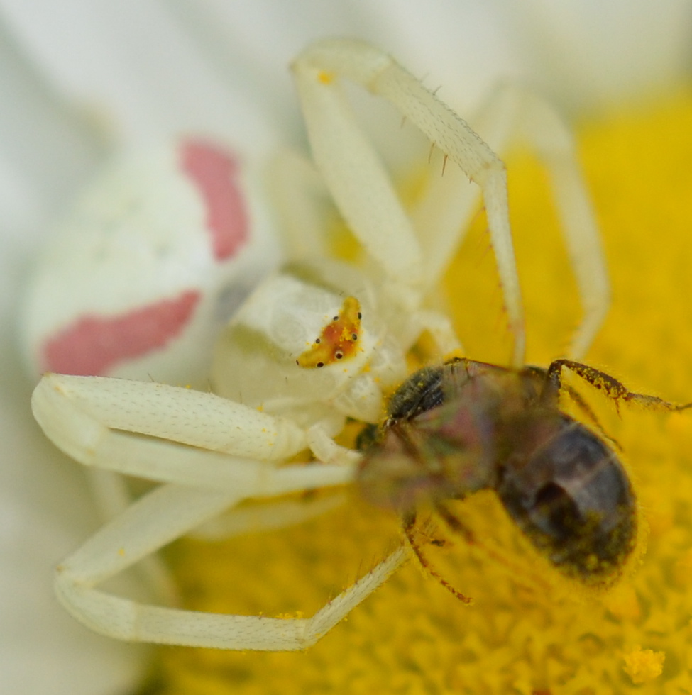 Flower Hill Farm June Wildflowers for 'National Pollinator Week'