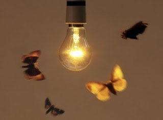 Insectos hacia la luz