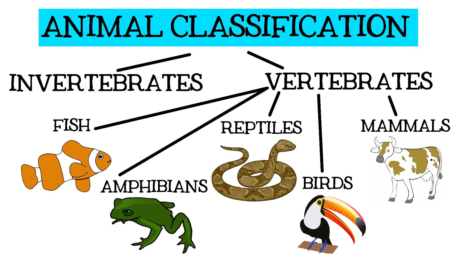 Classifications Chart