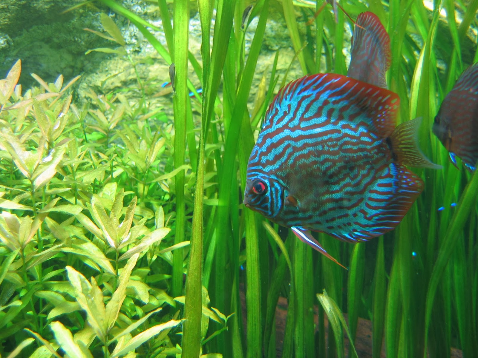 fish share: SYMPHYSODON FISH PICTURES 5