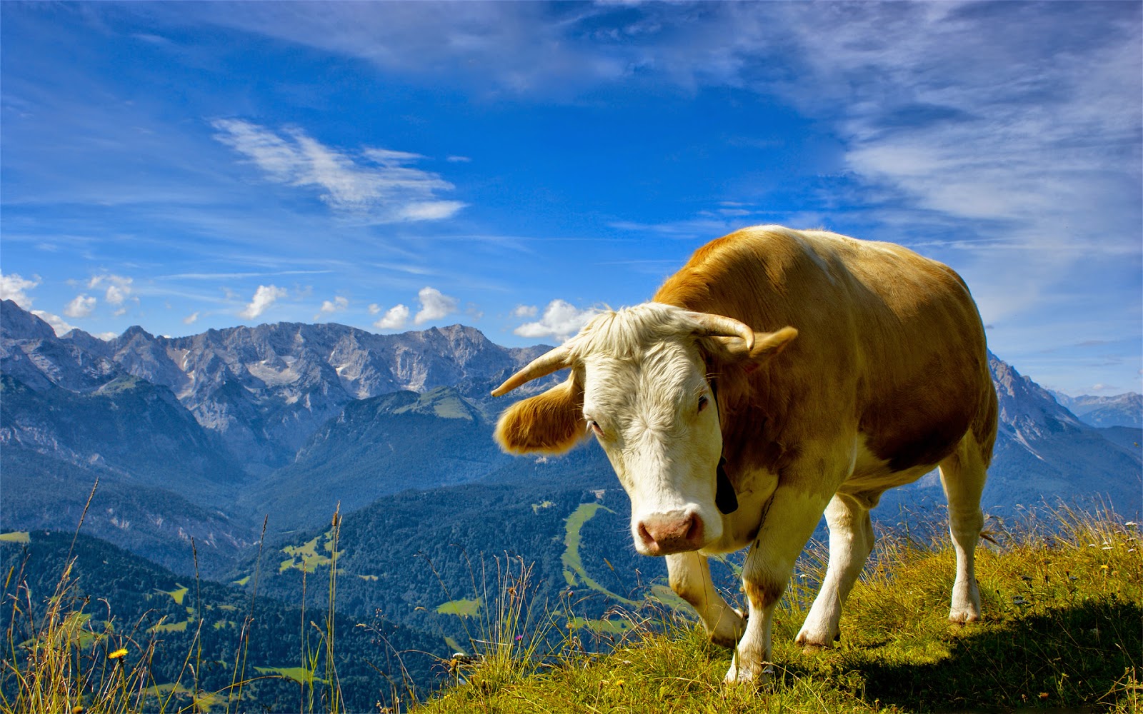 Koe in de Alpen Wallpaper met koe in de bergen