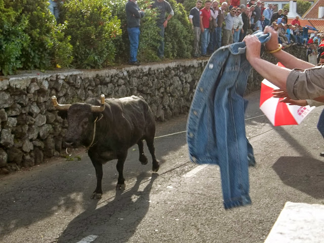 Street bullfight in Terceira, Azores, Portugal, on Semi-Charmed Kind of Life