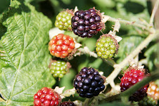 Blackberries, in all stages of ripeness!