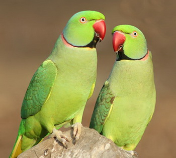 Indian Ringneck Food For Sale Indian Ringneck Food For Sale