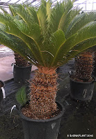 Cycas revoluta Plantas palmáceas en nuestro vivero de Barcelona