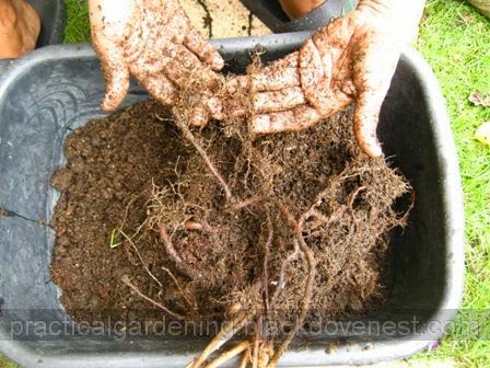 Practical Gardening: Propagation by Root Division (Rangoon Creeper)