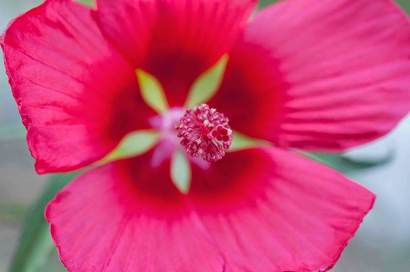Window on a Texas Wildscape Texas star hibiscus blooms, after!