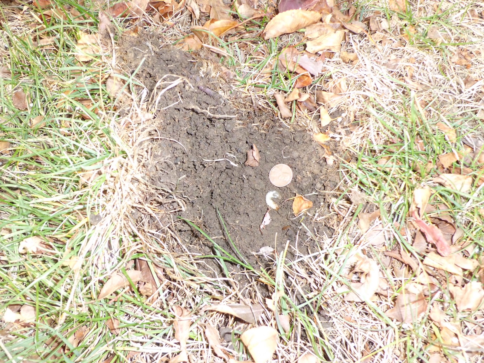 iaTURF GRUBS FEEDING IN NOVEMBER IN CENTRAL IOWA