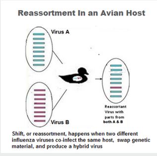 Avian Flu Diary: HPAI H5N5 Detected In German Poultry Operation