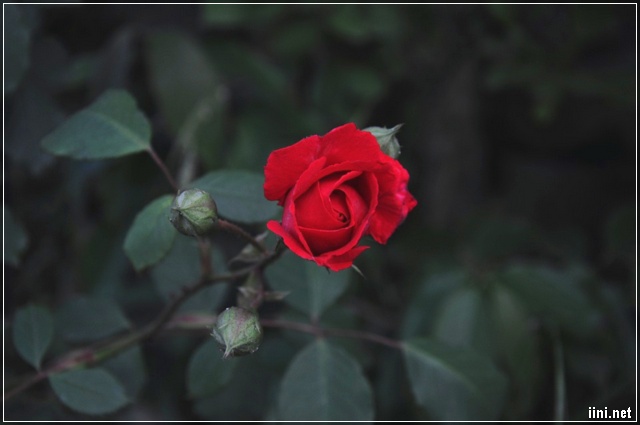 ảnh hoa hồng