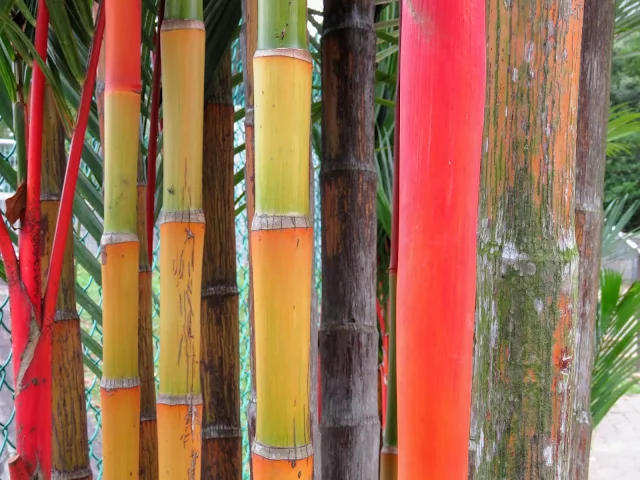 Colorful bamboo at MacRitchie Reservoir in Singapore