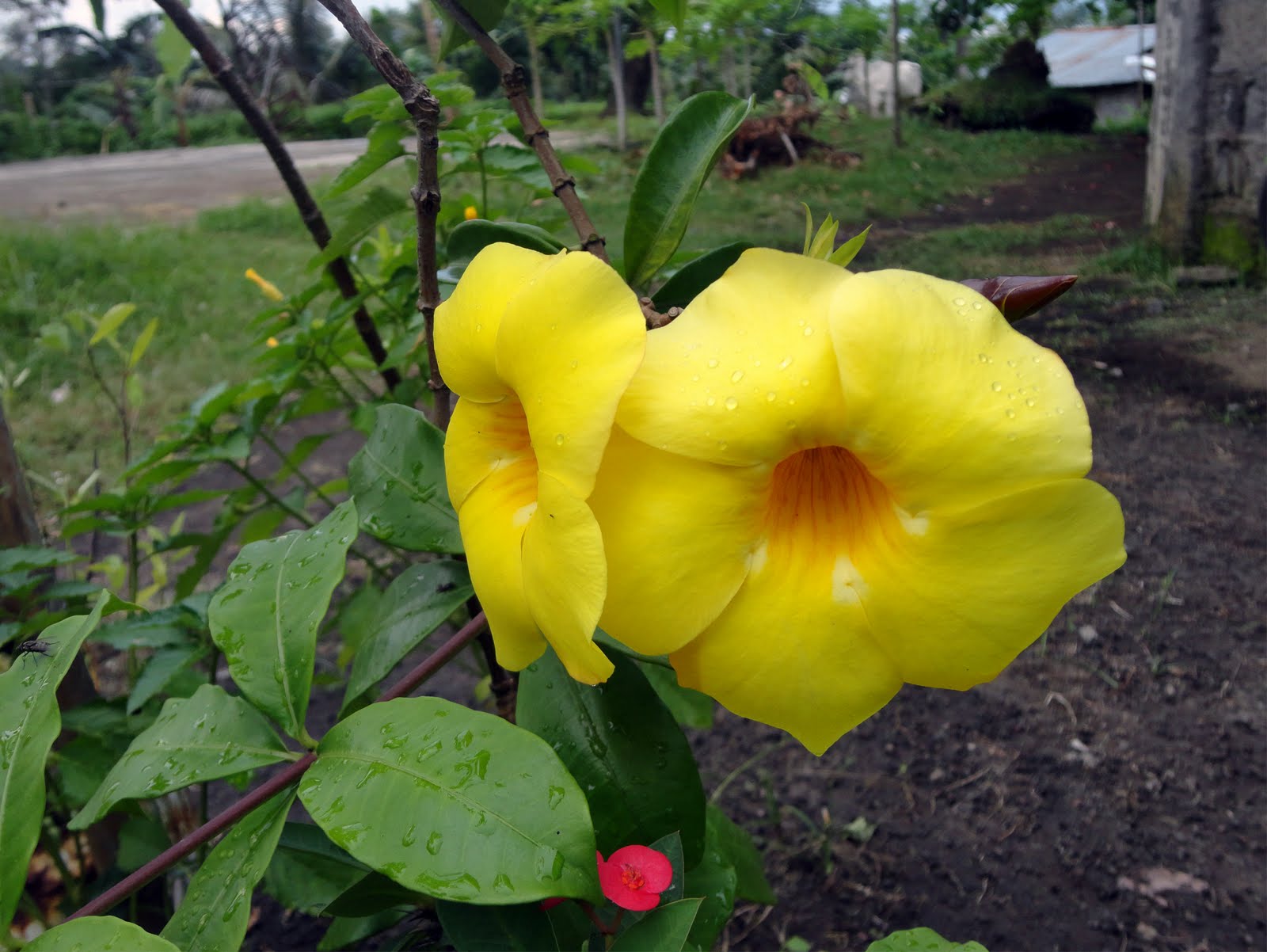 vt1rider Yellow Bell