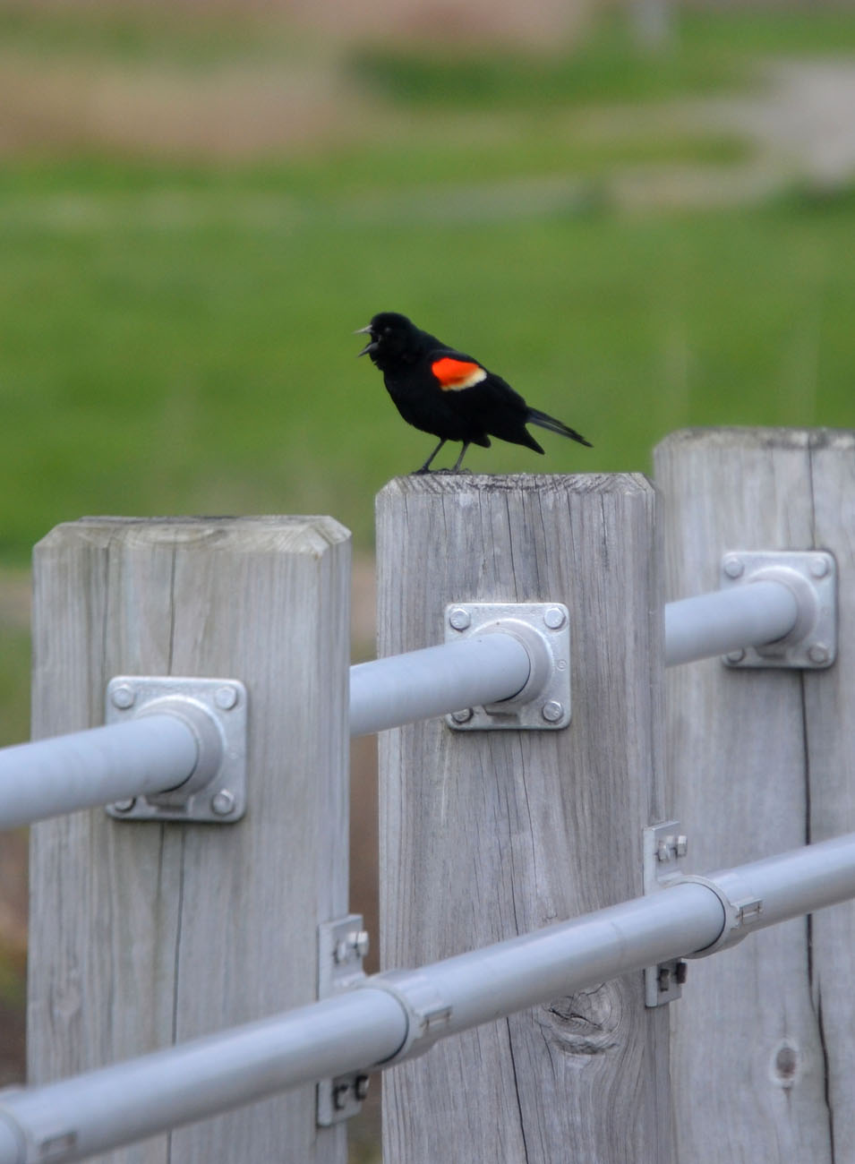 Woods Walks and Wildlife Yellow Birds, and Other Assorted Beach Sights